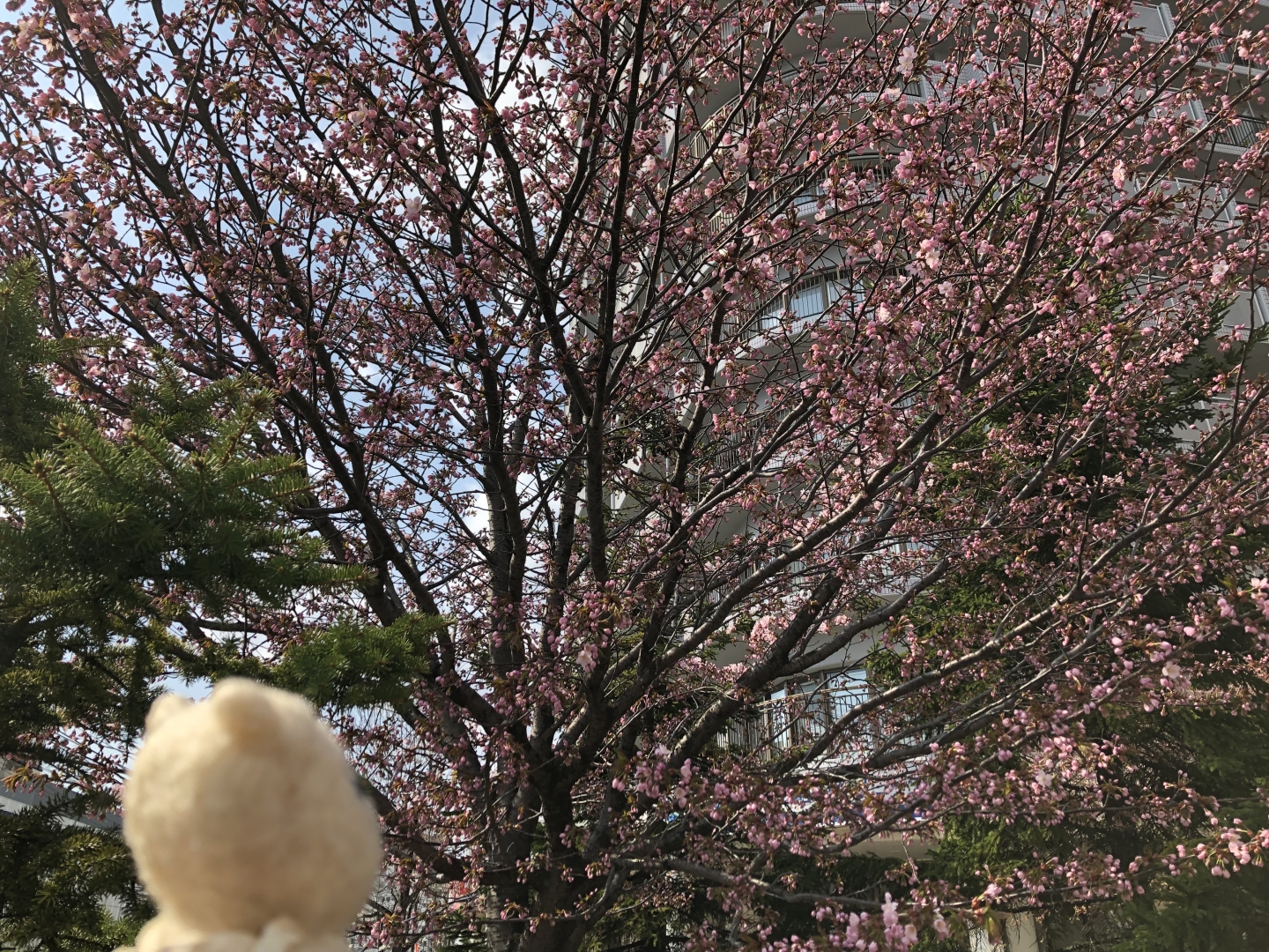 桜が咲いた（1）