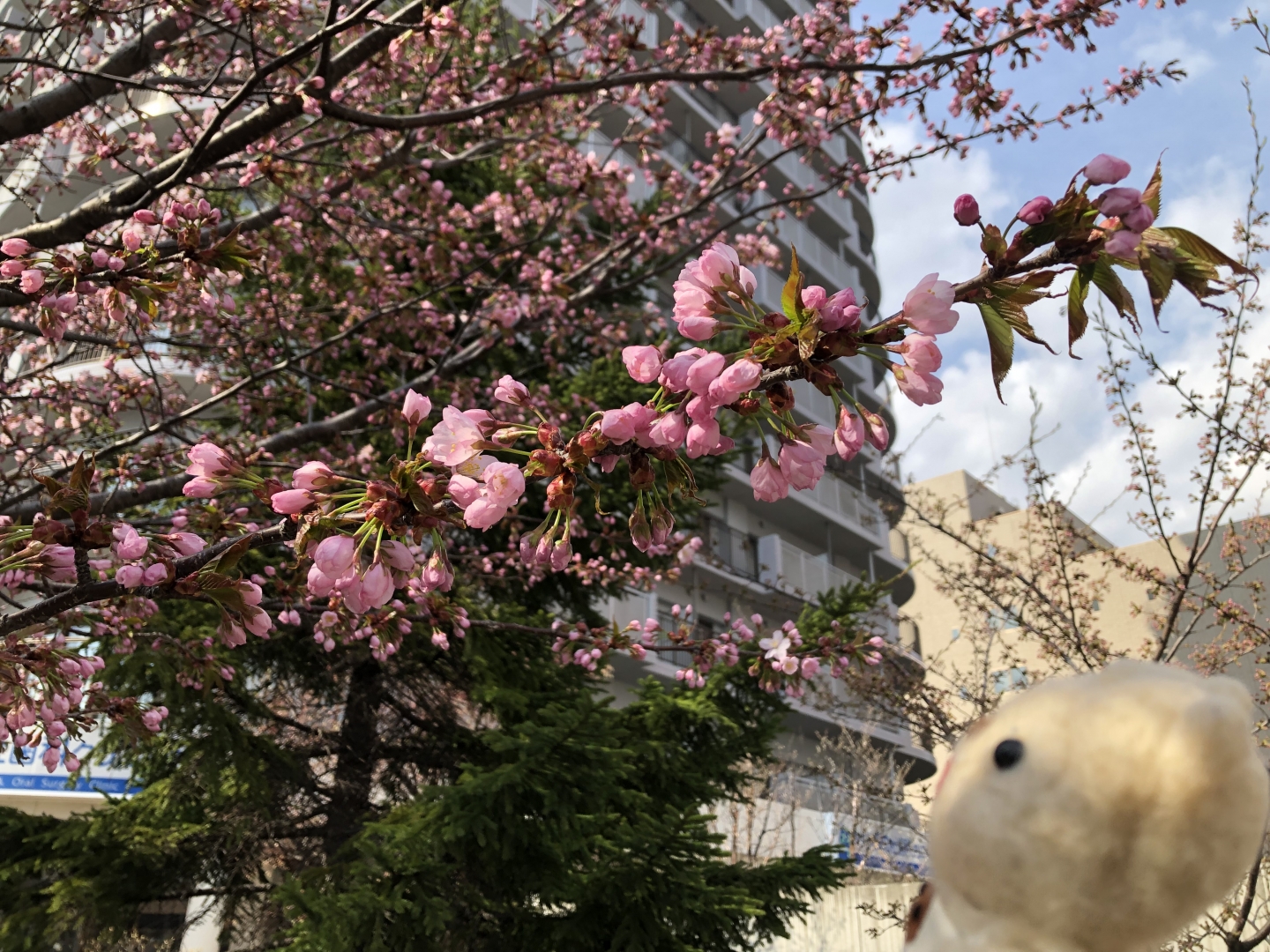 桜が咲いた（2）