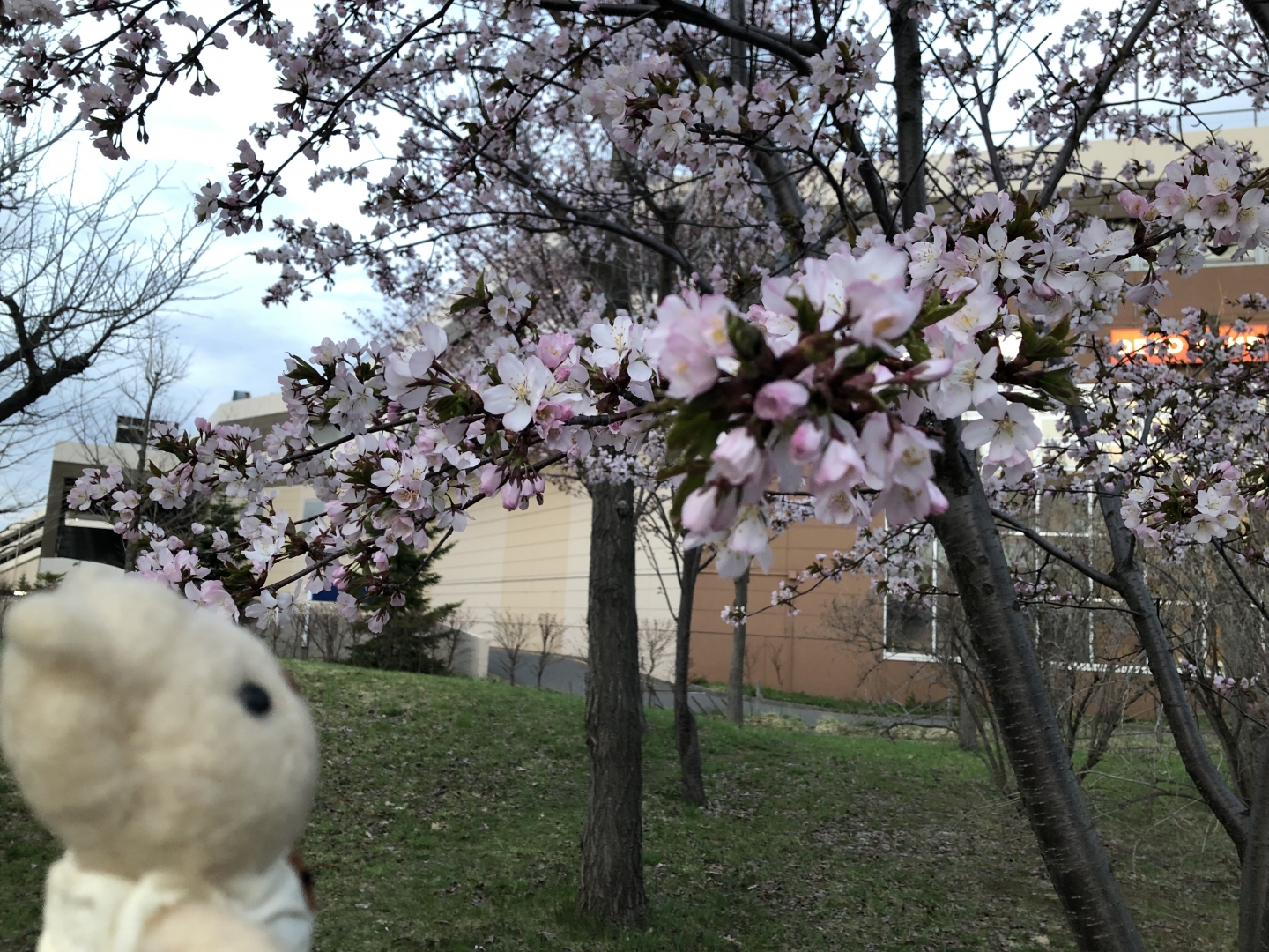 桜が咲いた（3）
