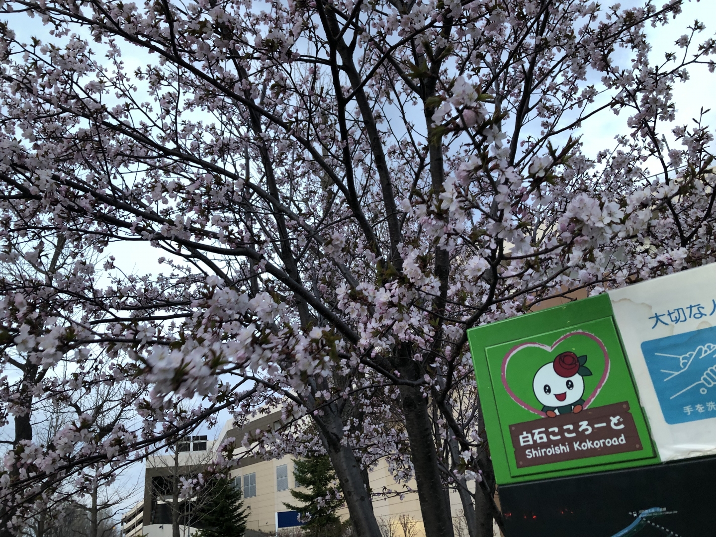 桜が咲いた（4）