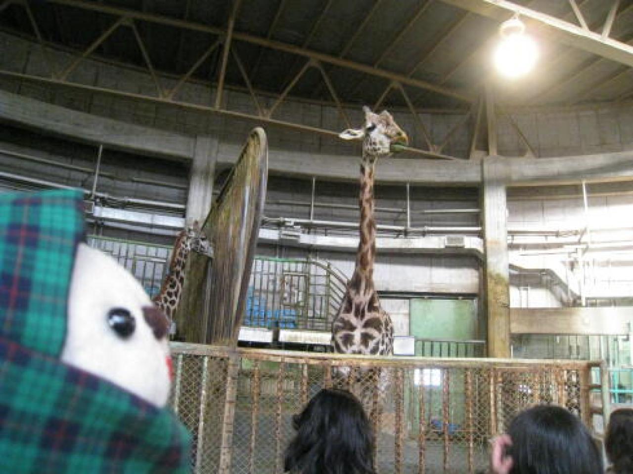円山動物園（4）