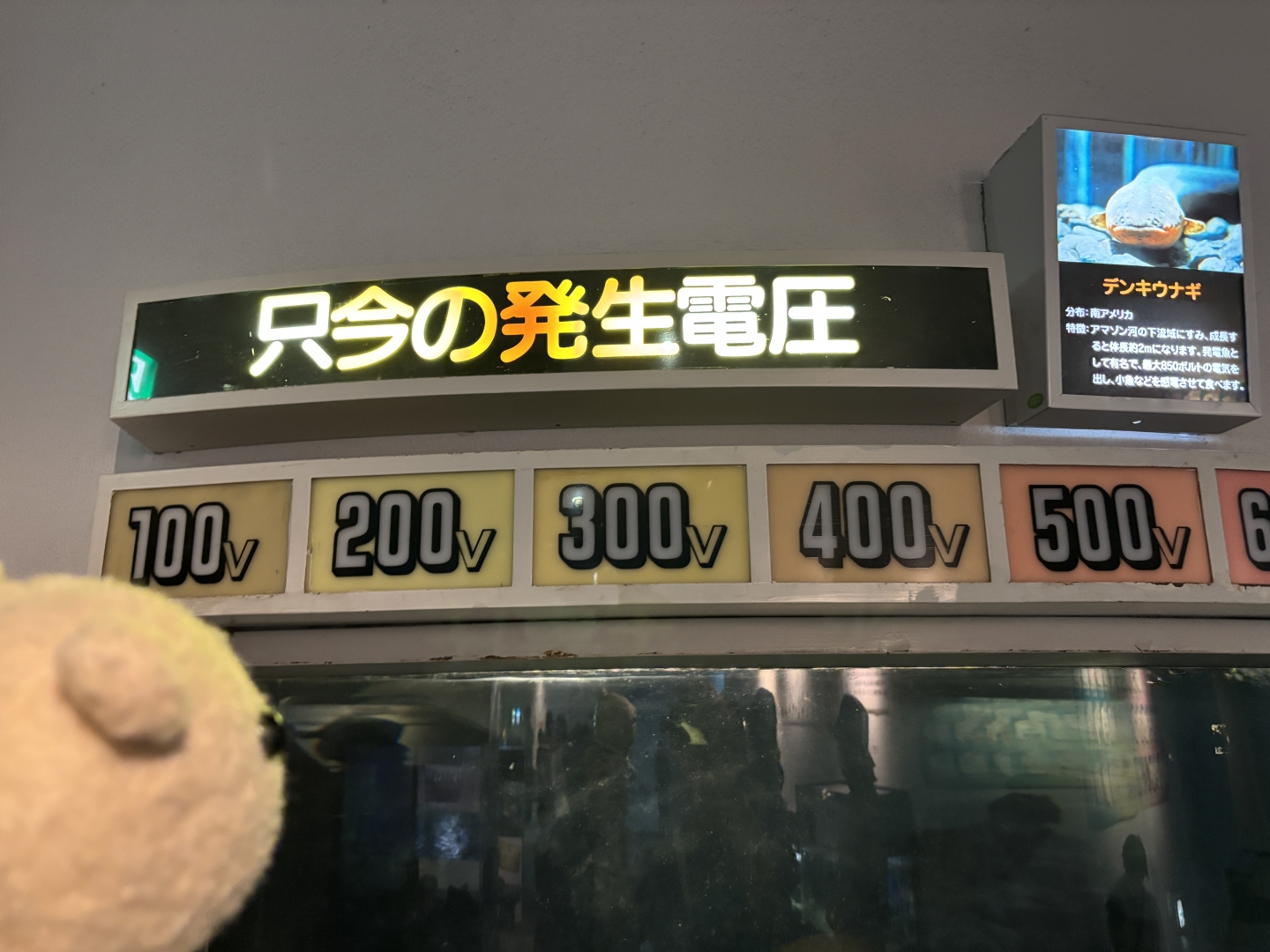 デンキウナギ只今の発生電圧
