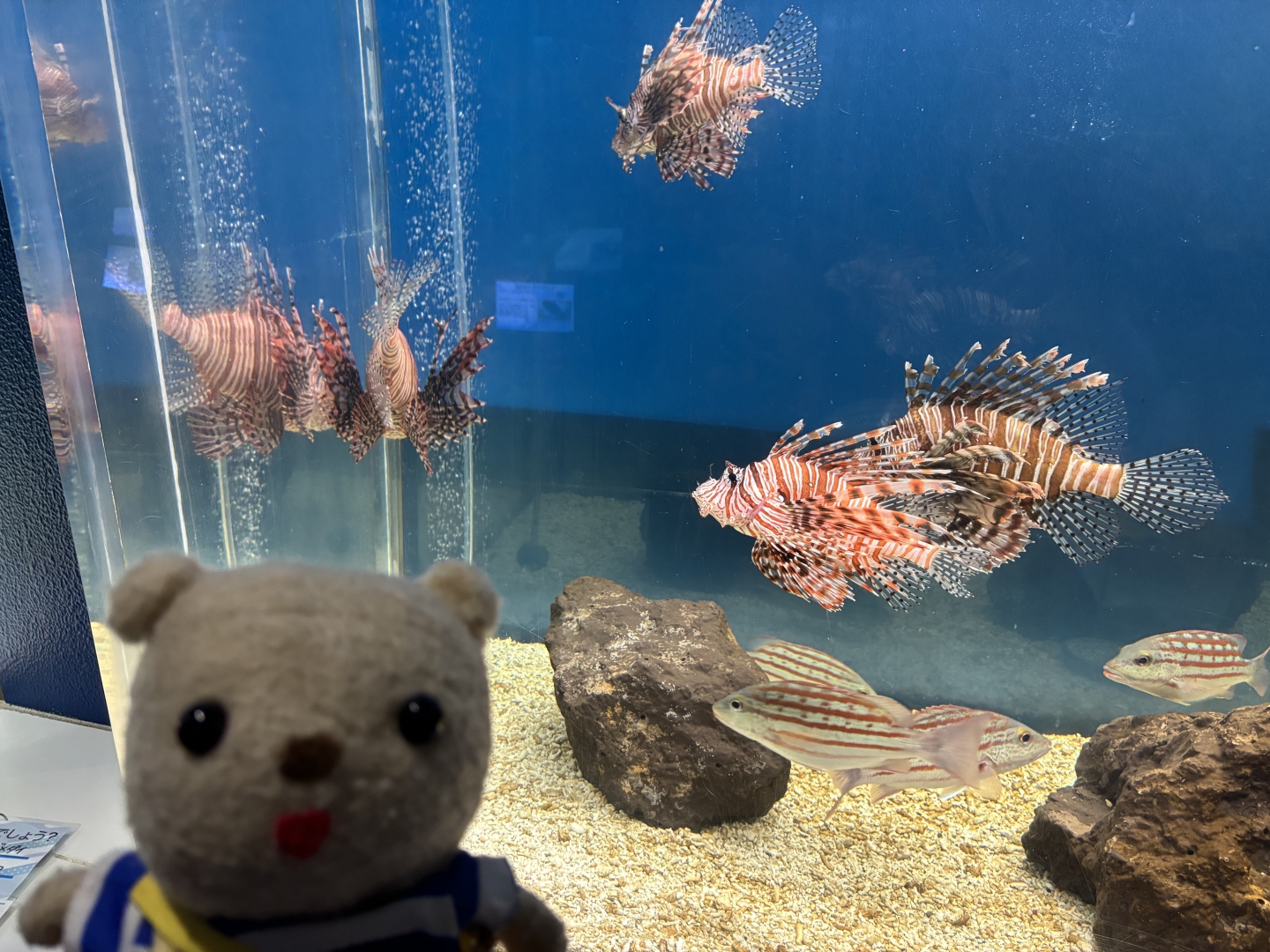 ハナミノカサゴ