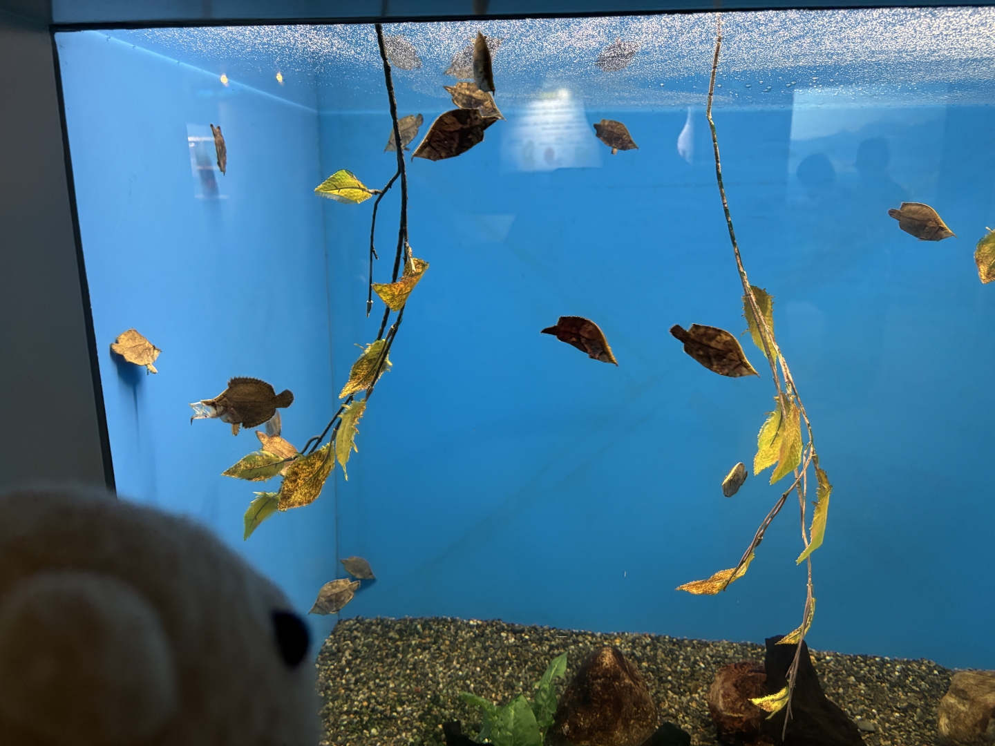 リーフフィッシュ