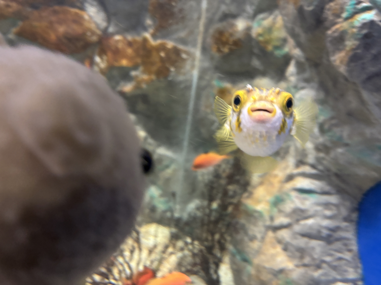 サザングローブフィッシュ