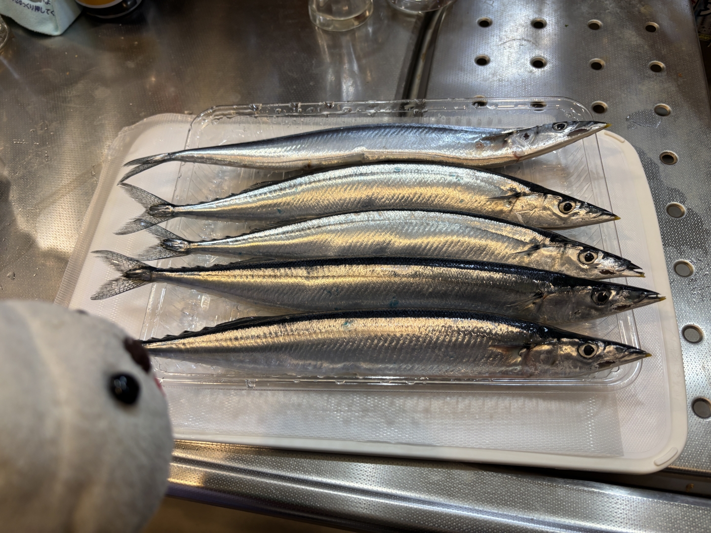 新鮮な生さんまをゲット